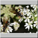 Phaenolobus terebrator - Schlupfwespe m01d 13mm - Sandgrube Niedringhaussee det06.jpg